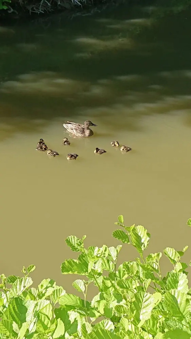 Le moulin de la Follaine