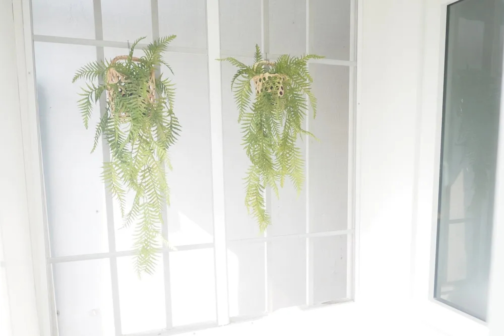 Nornnuea at Inthanon