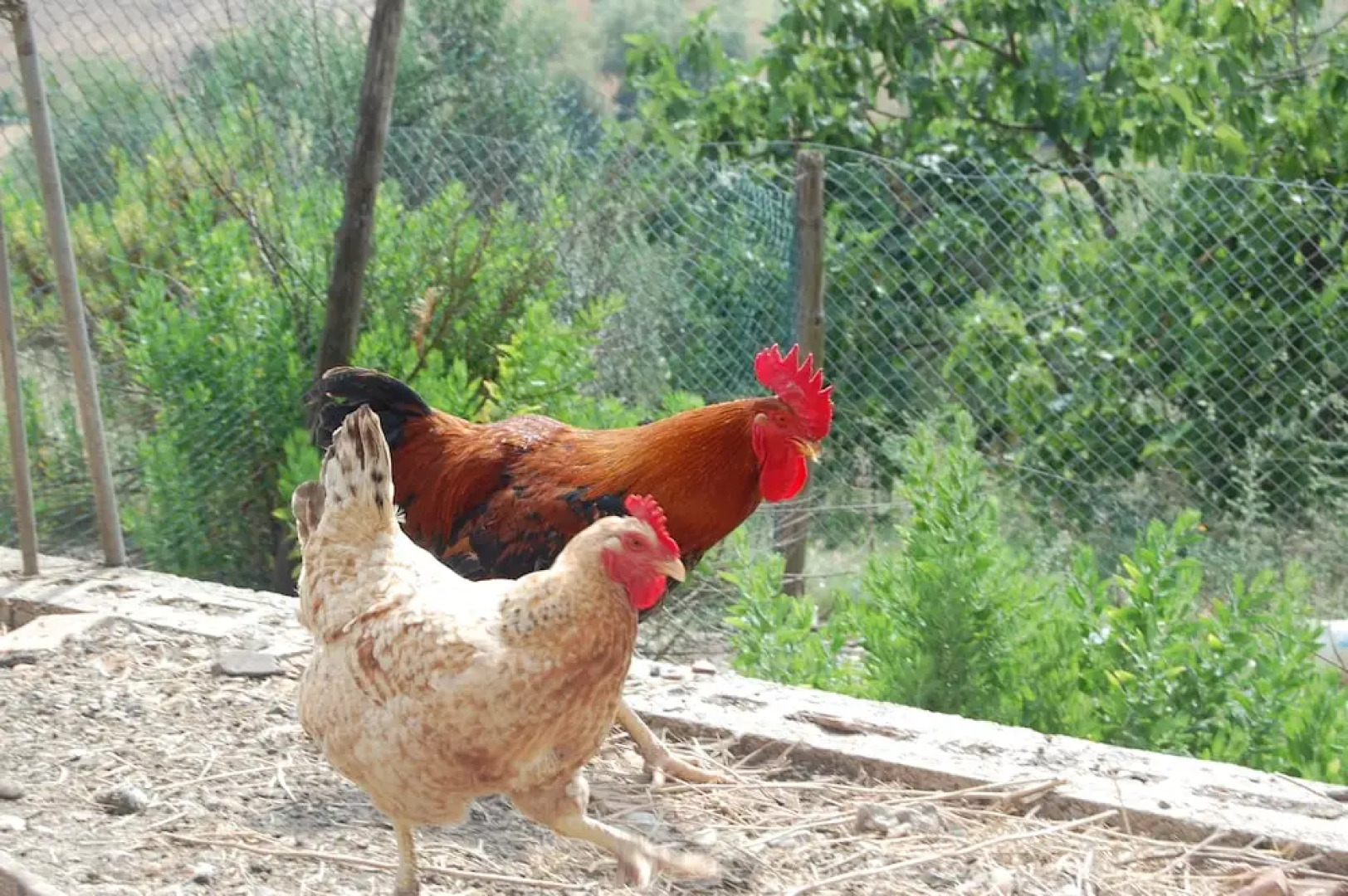 Agriturismo Montepozzalino