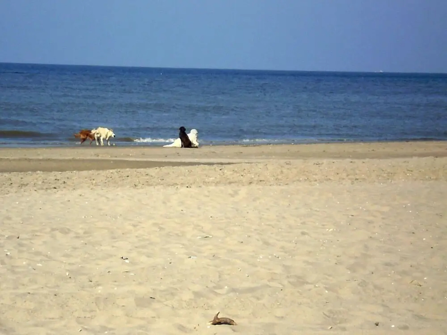 De Witte Raaf Holiday Rentals