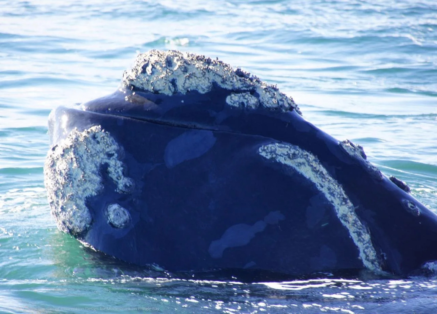 Moonstruck on Pringle Bay Guesthouse