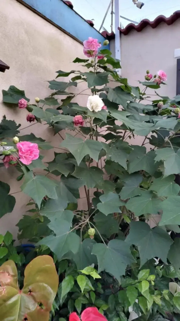 Recanto Flor de Aurora Bertioga