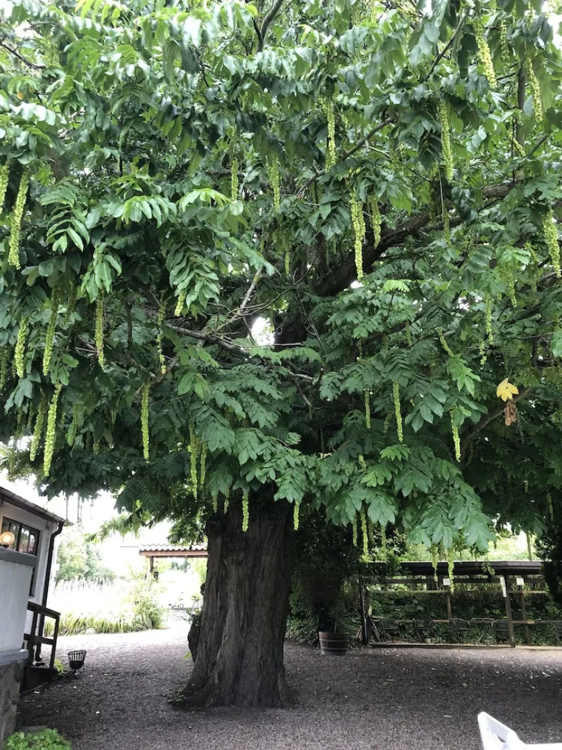 Skivarps Gästgivargård