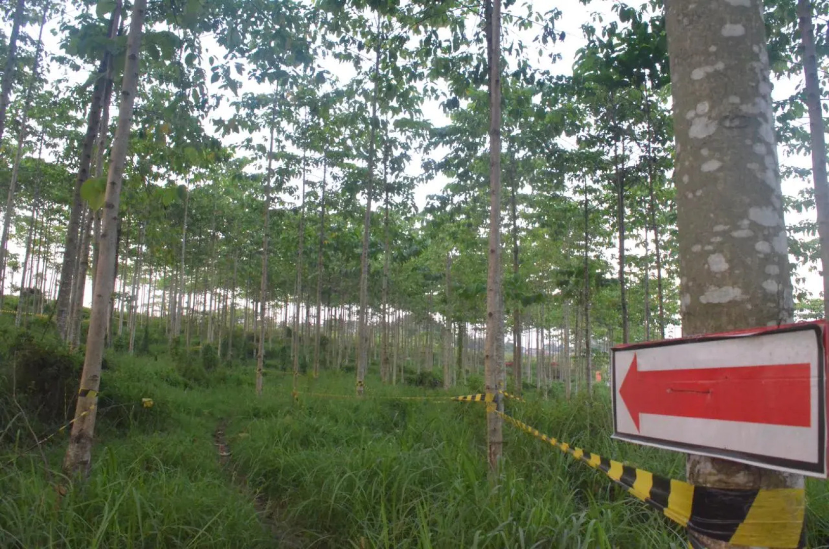 Whiz Prime Cifest Cikarang