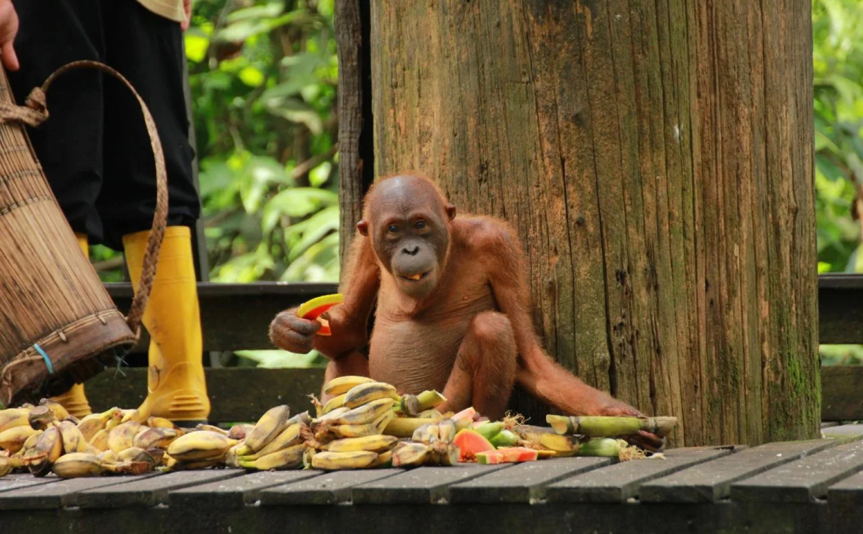 Four Points by Sheraton Sandakan