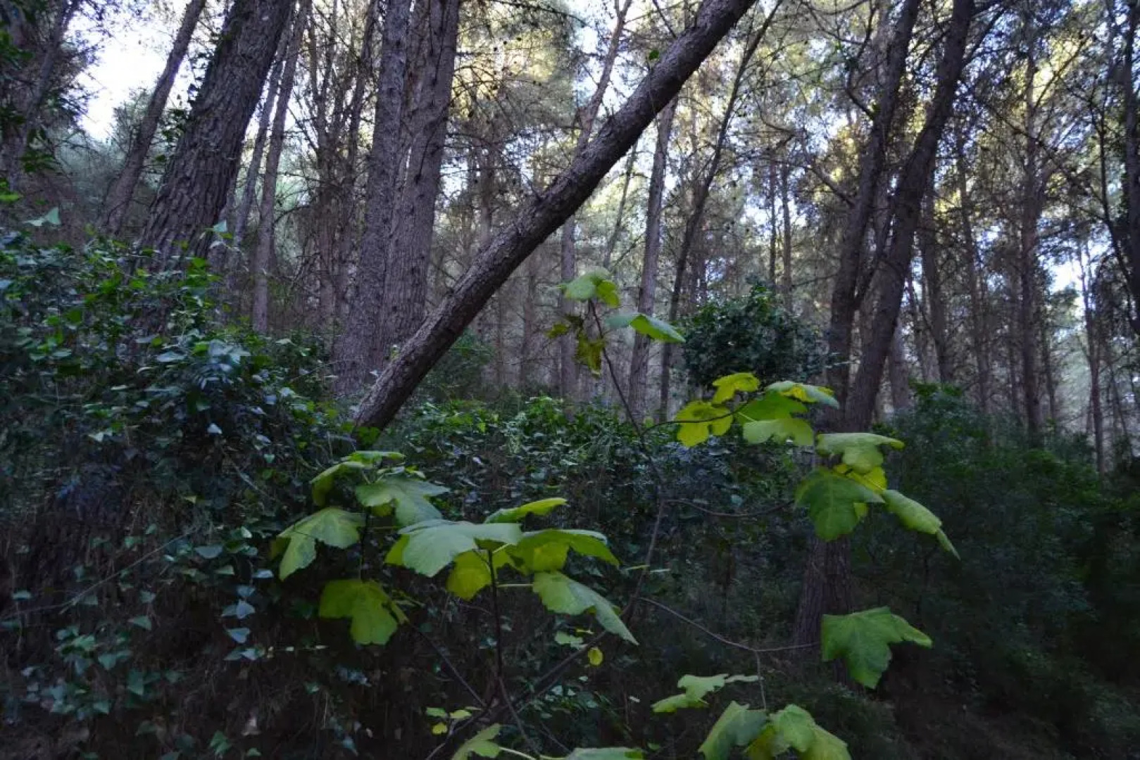 LA COVETA - Aptos. Vilapart