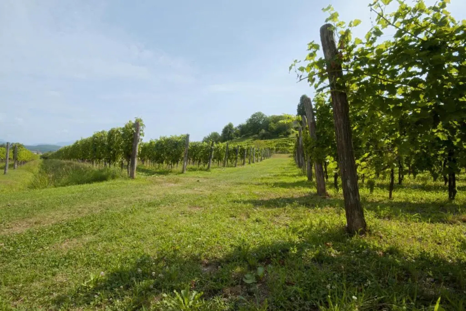 Alloggio Agrituristico CORTE SAN BIAGIO