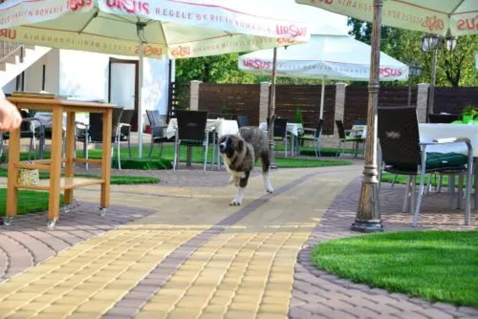 Pensiune Restaurant Flamingo