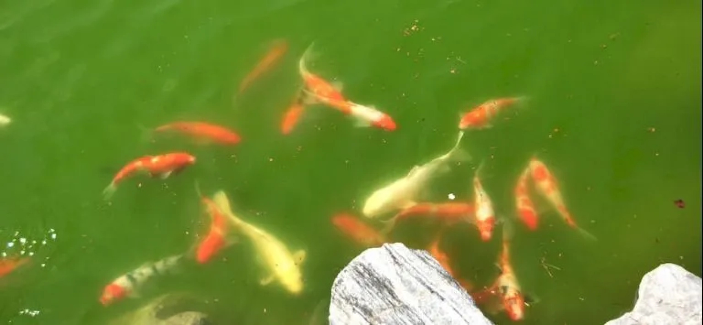 Gangneung White Castle Resort