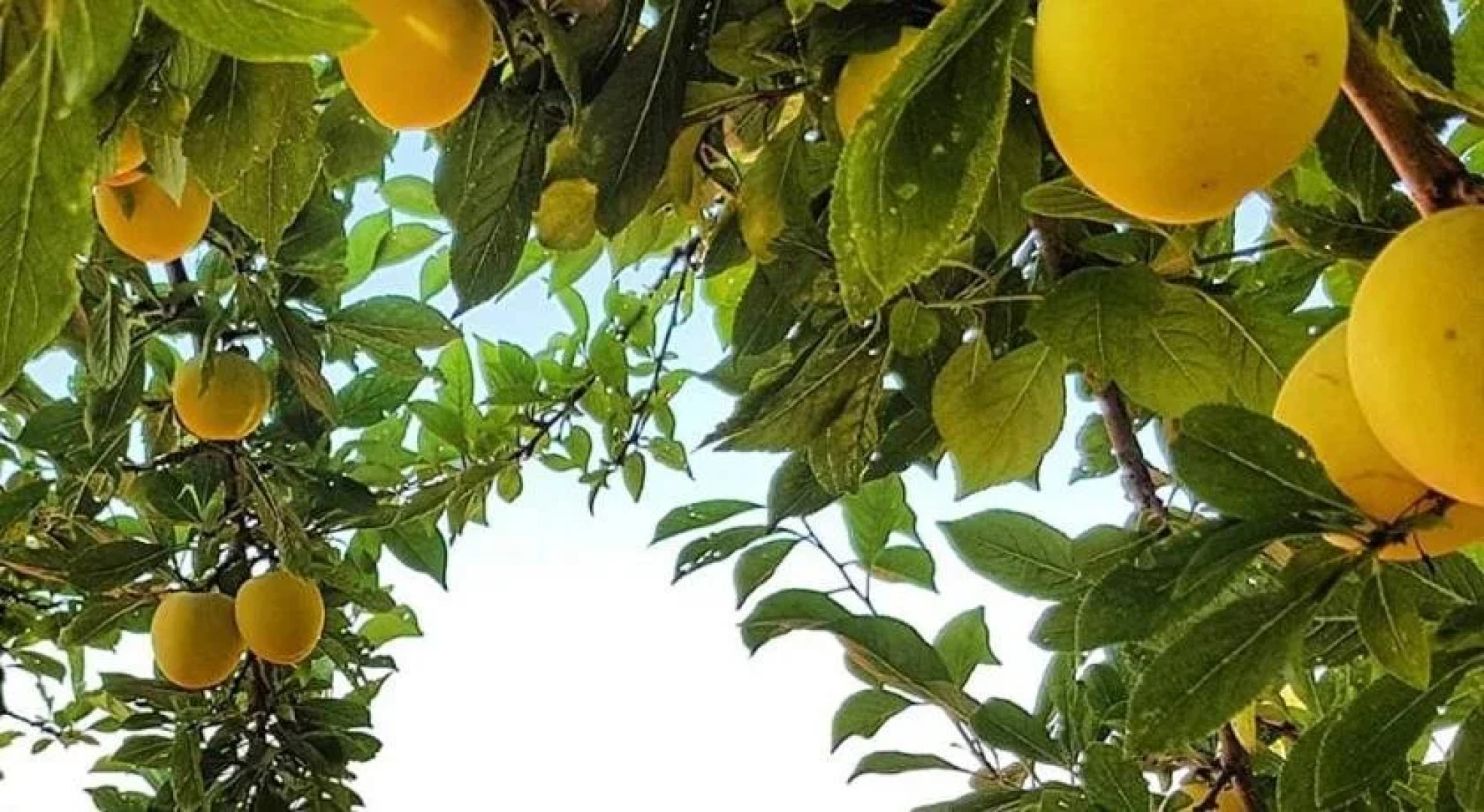 Casa Vacanza Villa Lesto