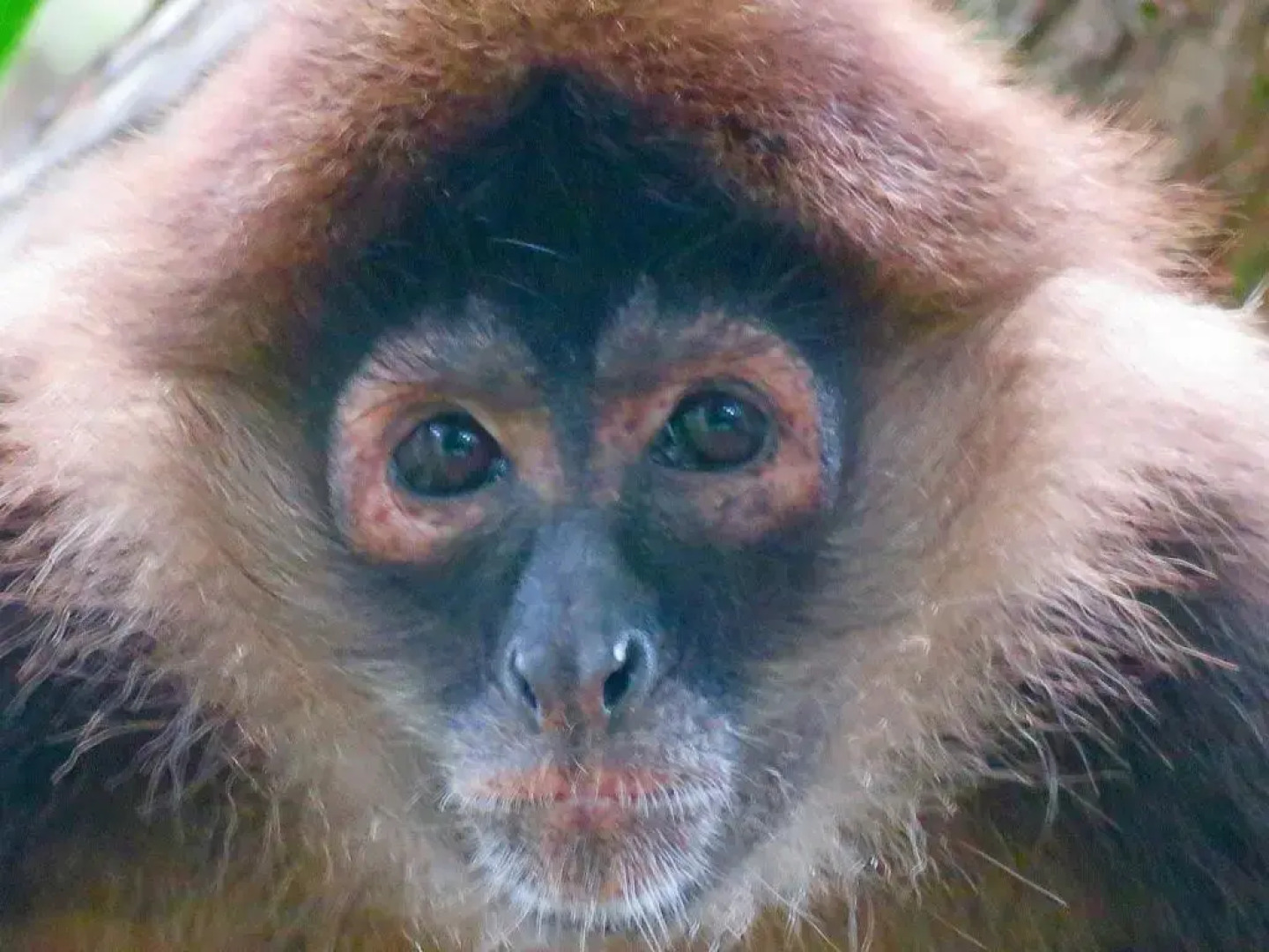 Palapa Hut Hostel & Camping