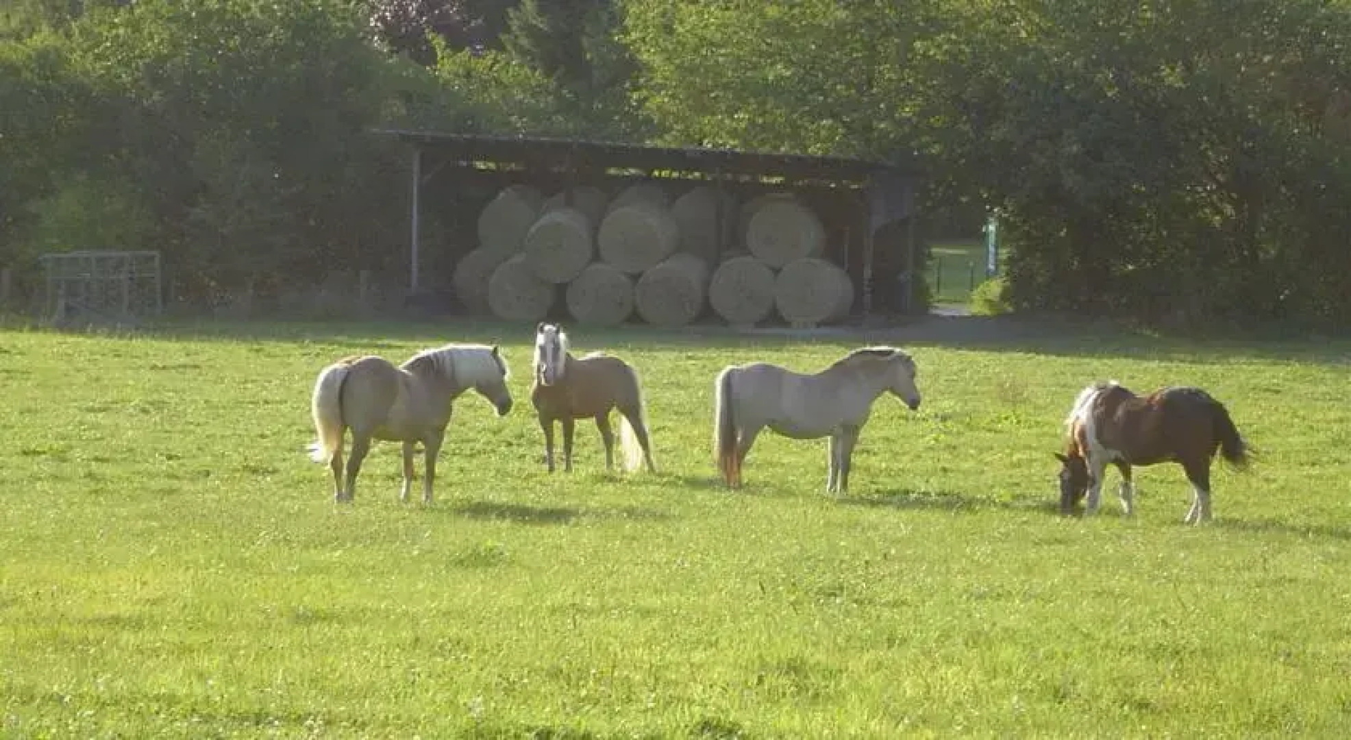 Ferienwohnung Kamitter