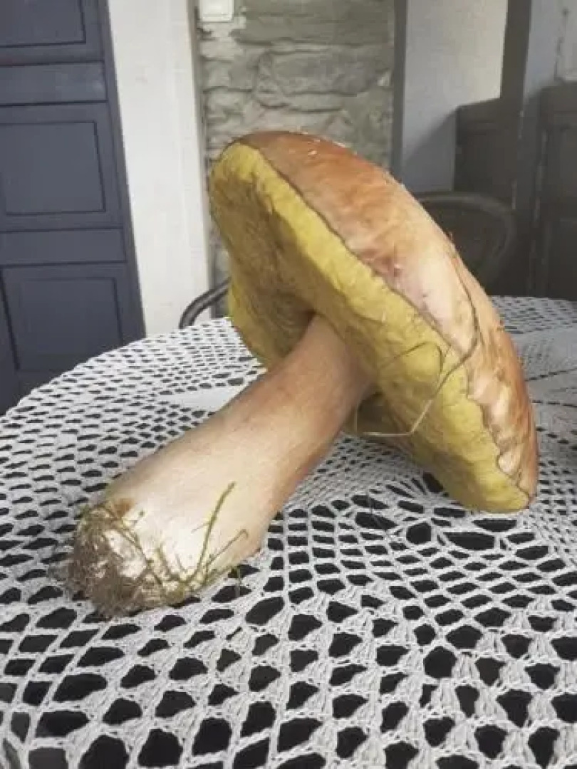 Agroturystyka Łysa Góra