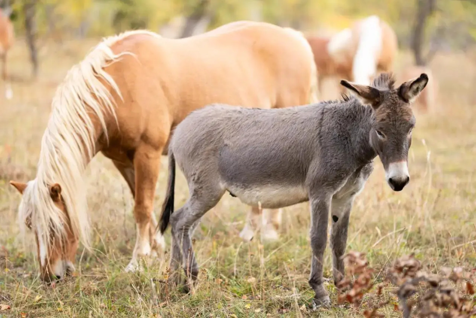 Potcoava Mountain Hideaway