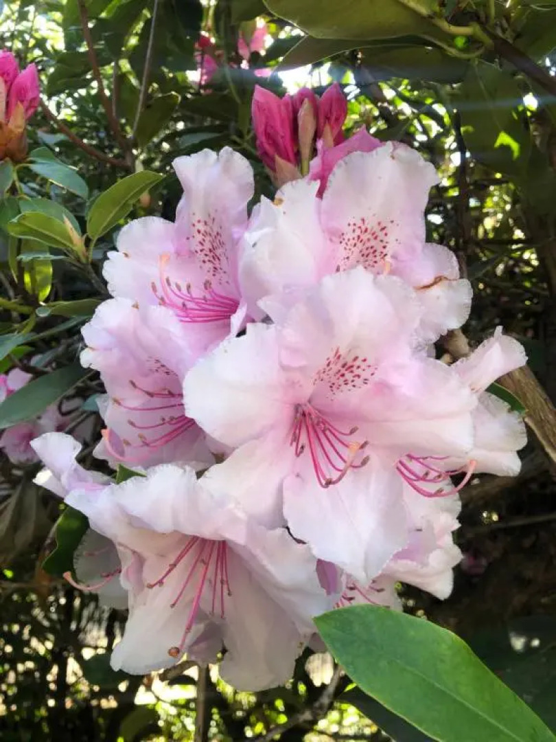 Ryefield Cottage - luxurious self-catered holiday cottage with a log burner