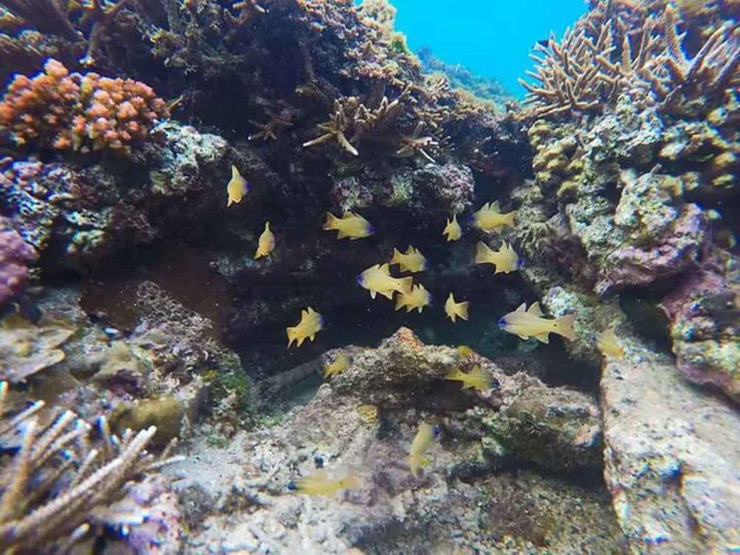 Dragon Tail Homestay Long Vi