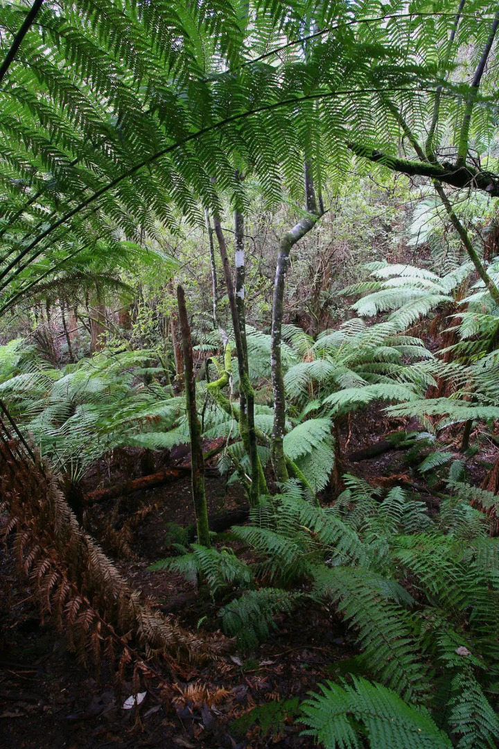 Silver Ridge Retreat