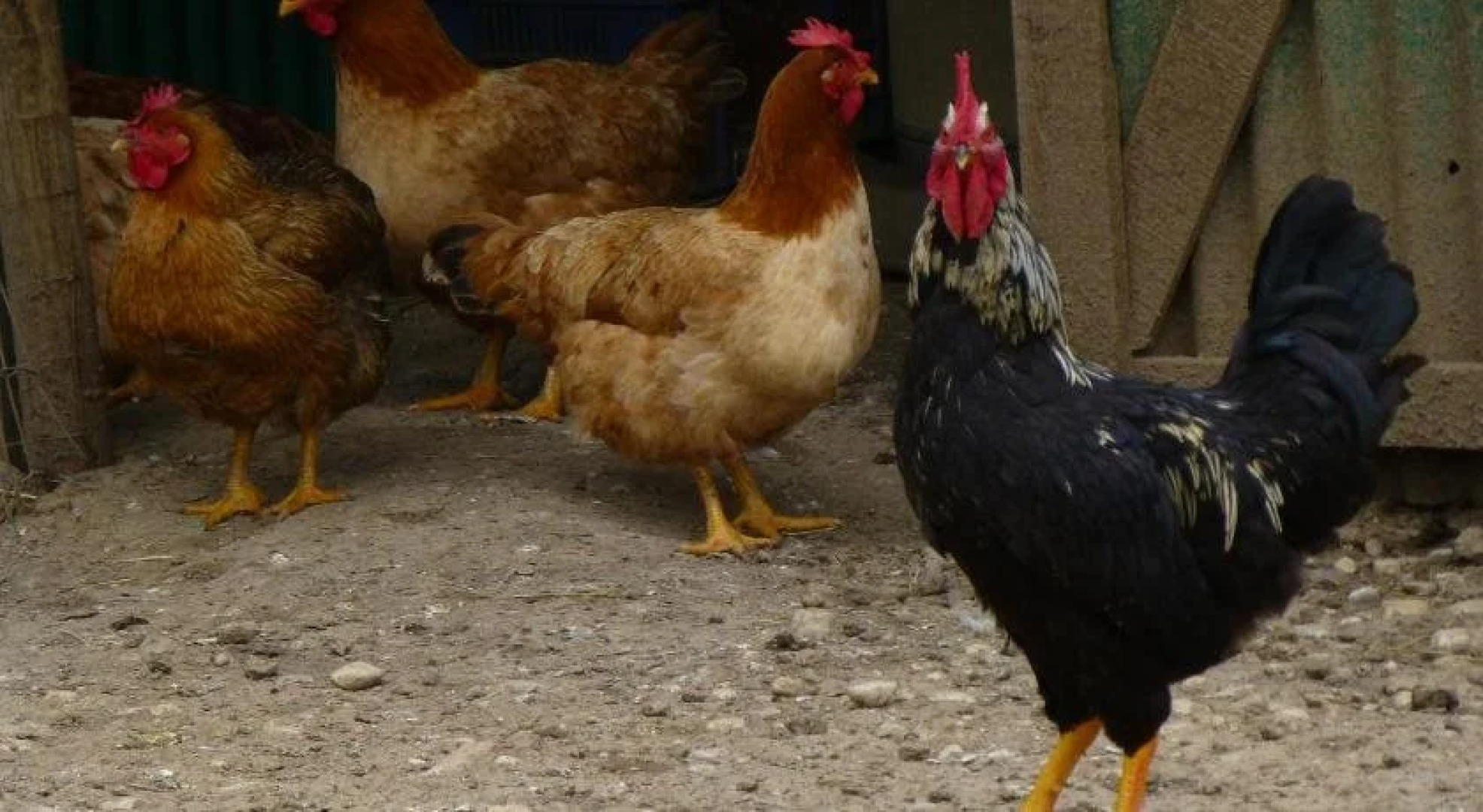 Agriturismo Ae Noseare