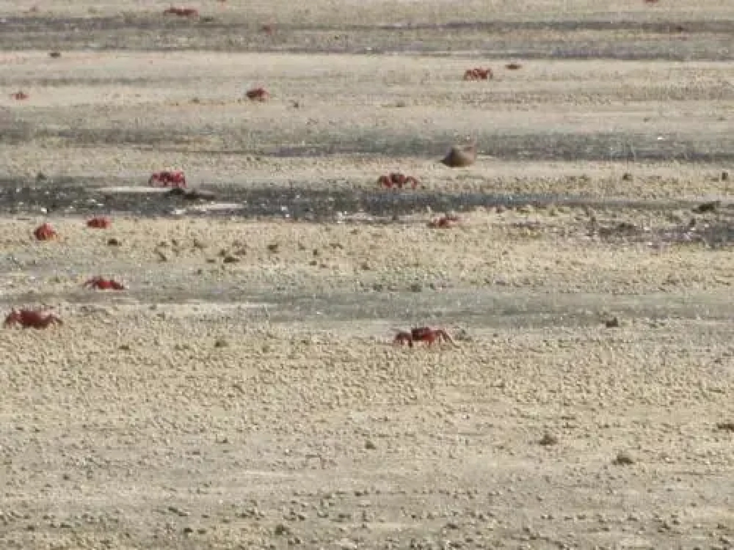 Neelanjana's Hotel Hindustan