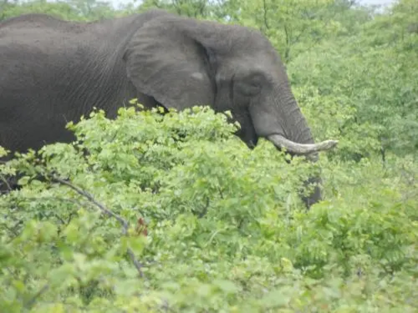 The Beverly Hills Guest Lodge