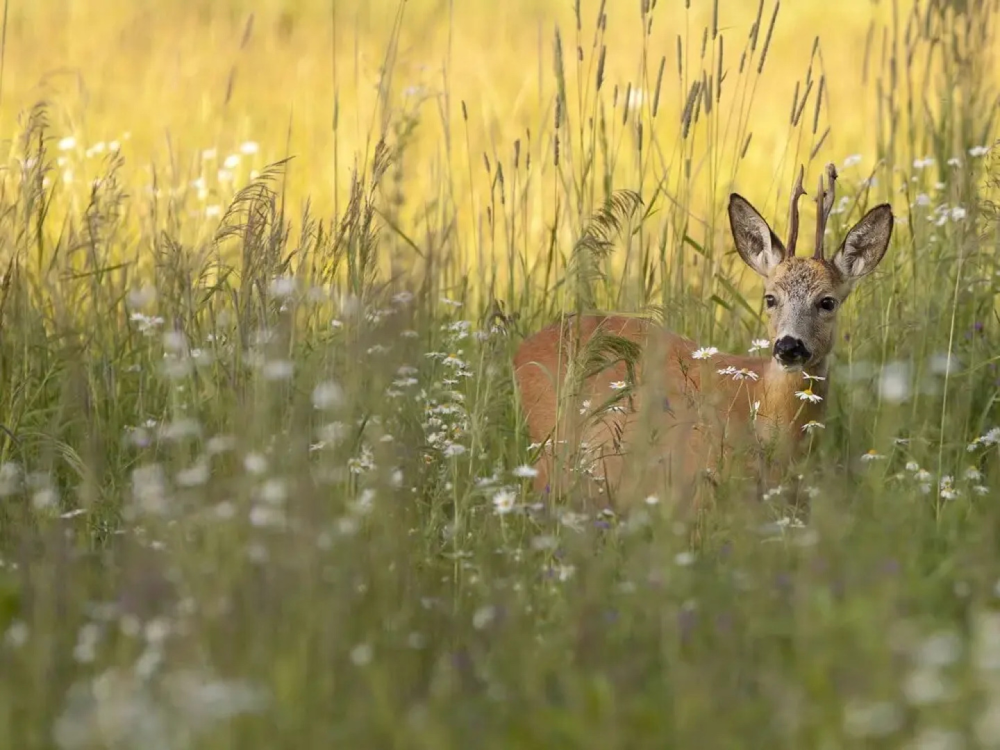 Tasteful Chalet With Combi-microwave, Next to a Nature Reserve