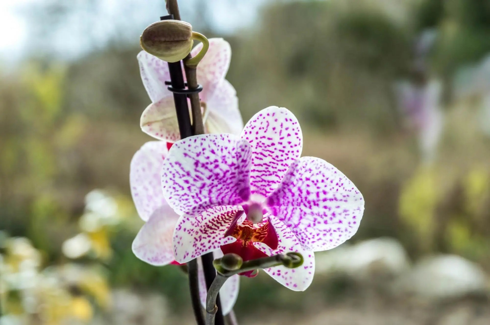 Woodpecker Cottage - Sheepswalk Farm - 2 Bedroom Cottage - Stepaside