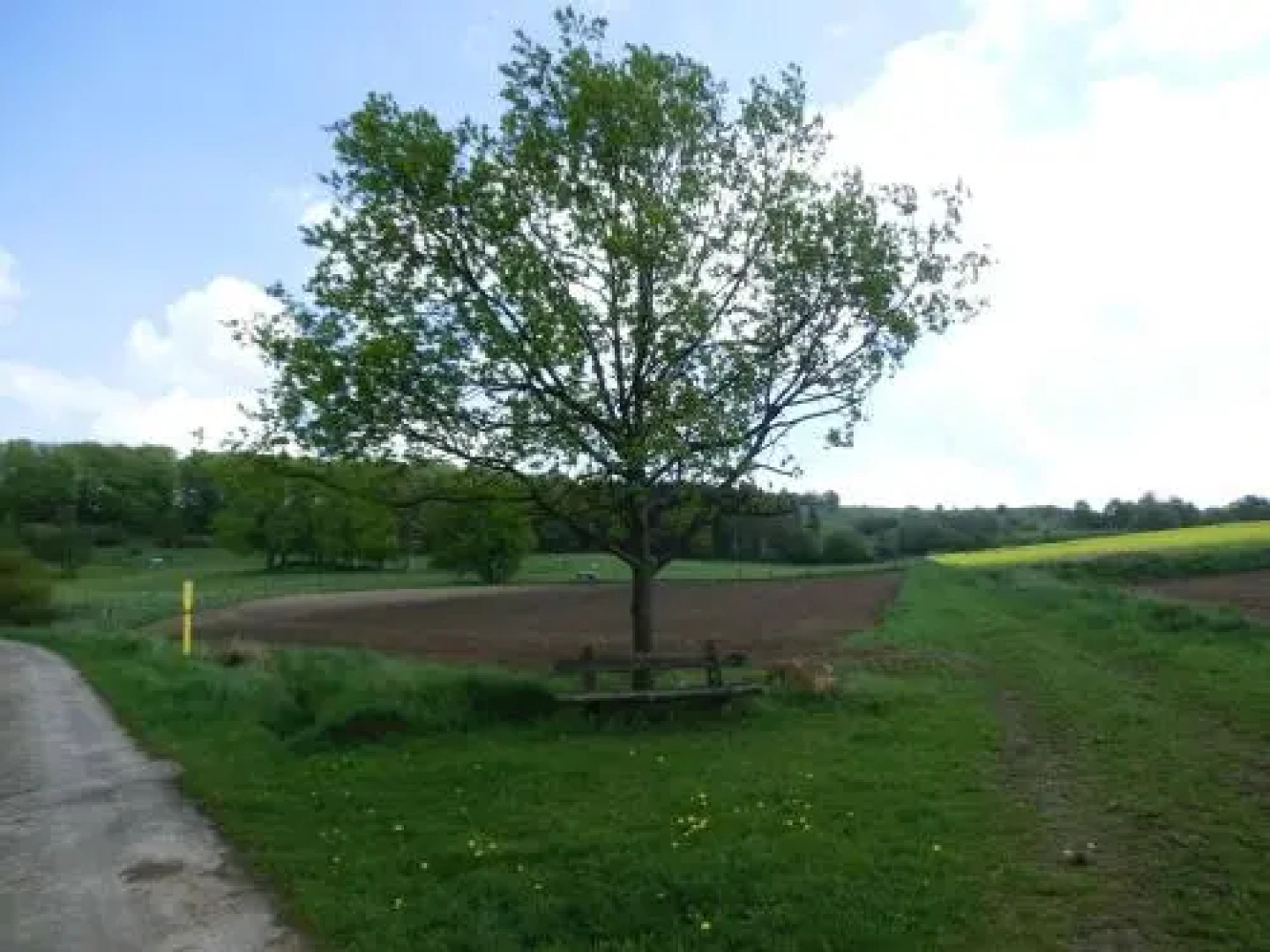 Fritzes Goldener Stern