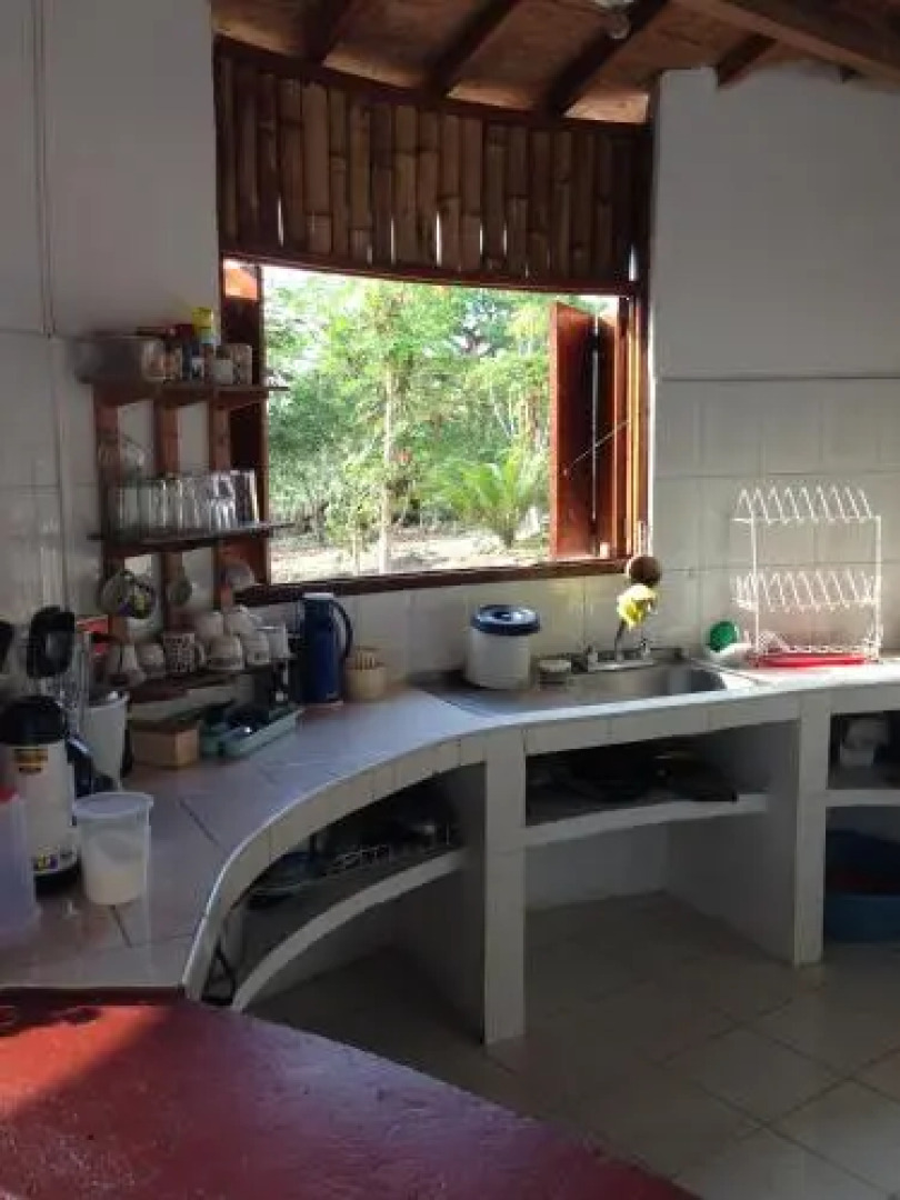 Jaguar Azul Palomino