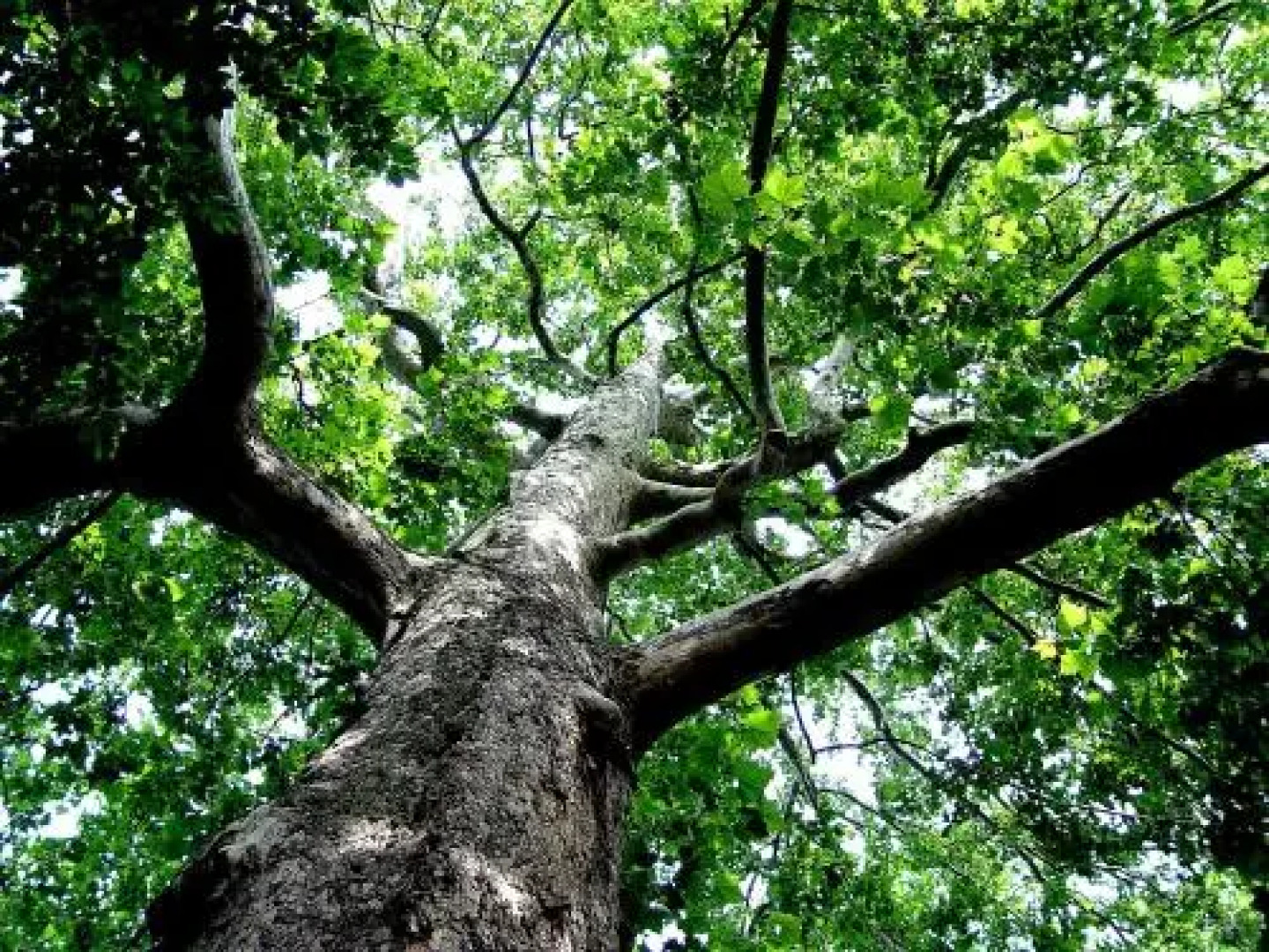 Landgasthof Kirchmayer