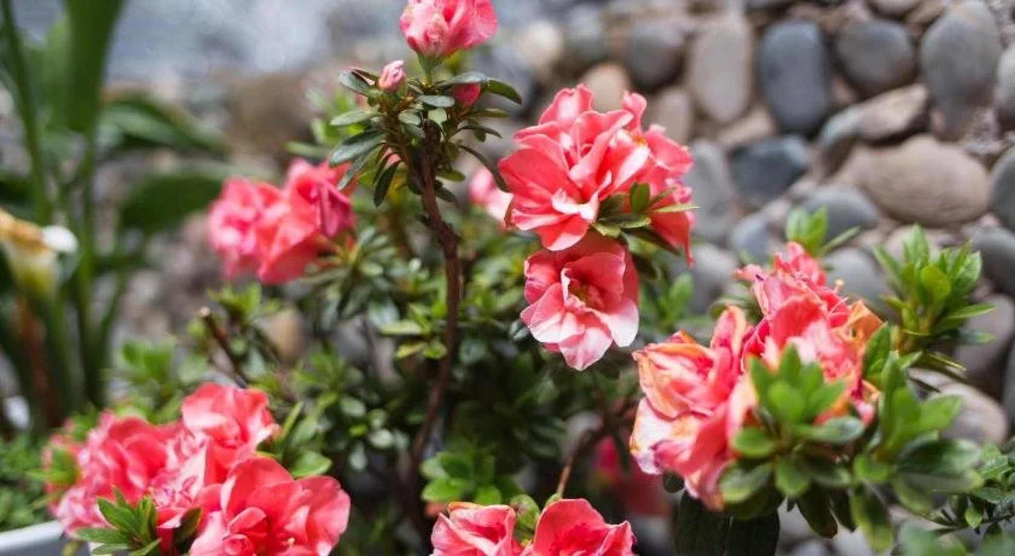 The Dragonfly Guesthouse