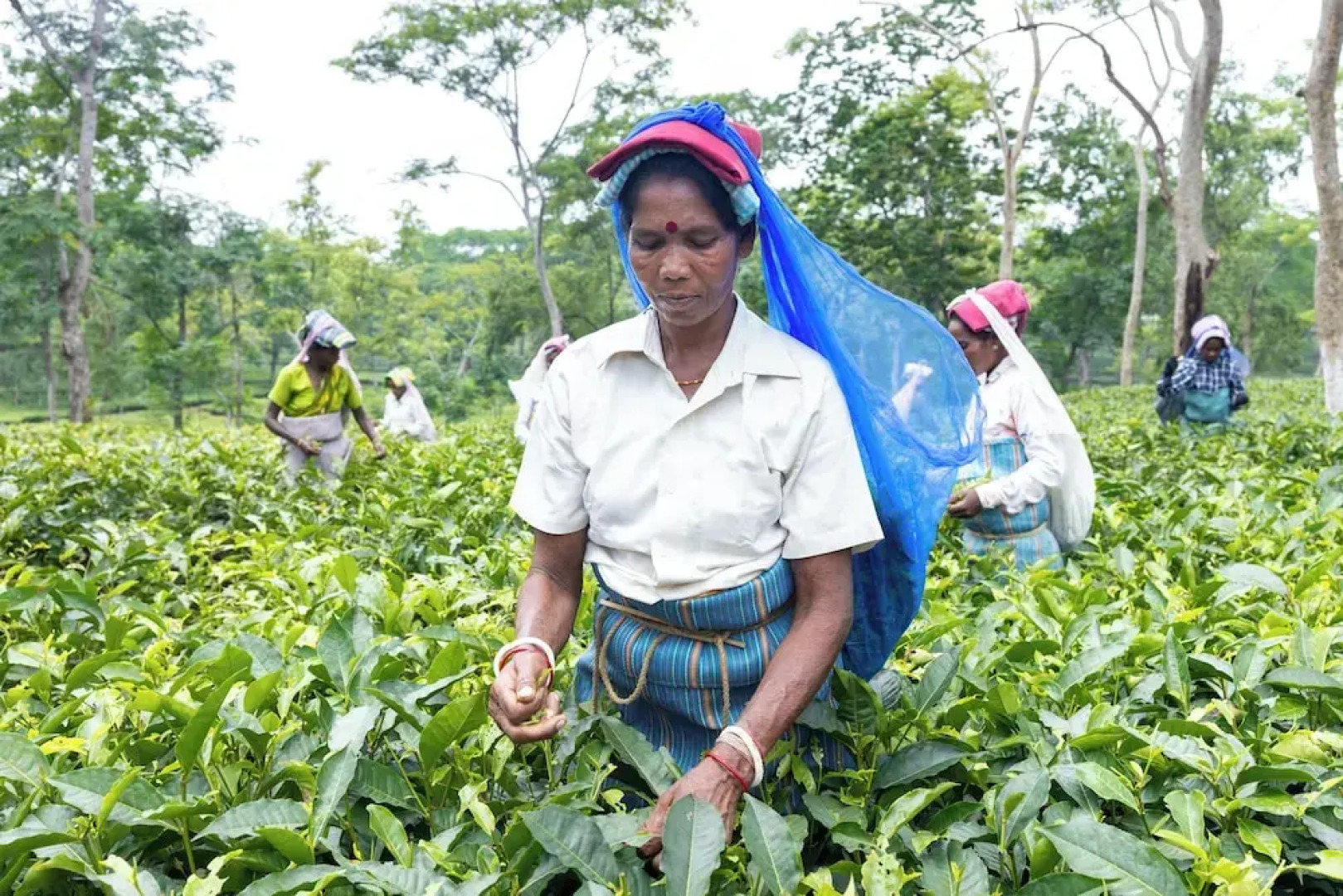 The Baradighi Bungalow - A Heritage Tea Resort