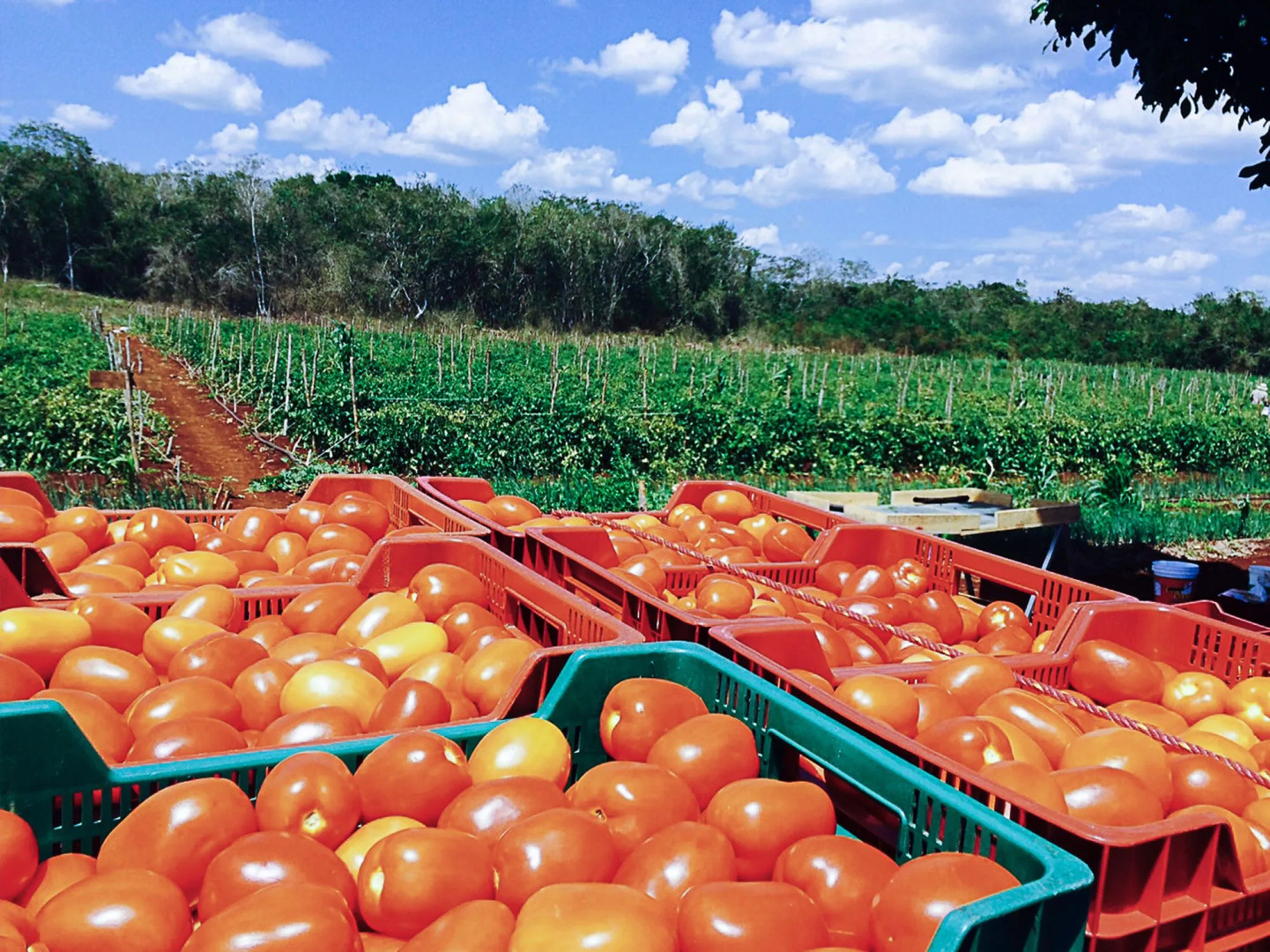 Hacienda Uxmal Plantation & Museum