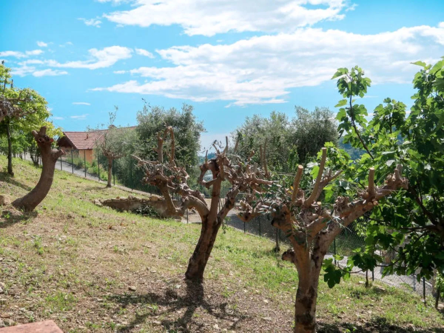 House Ludovica Soldano