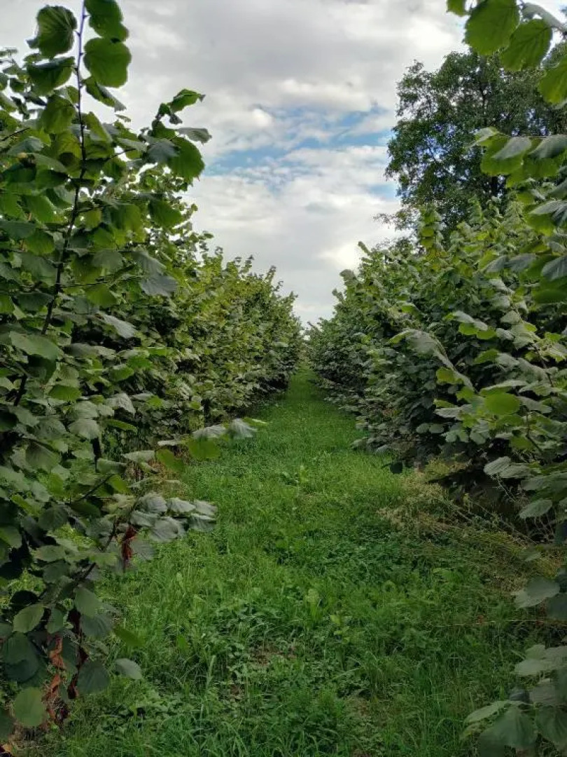 Apartament Pod Leszczyną