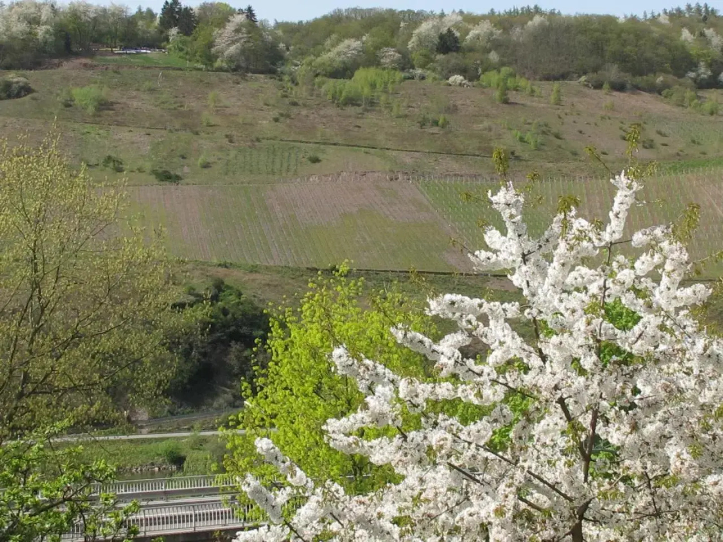 Weinhof Michael Morbach