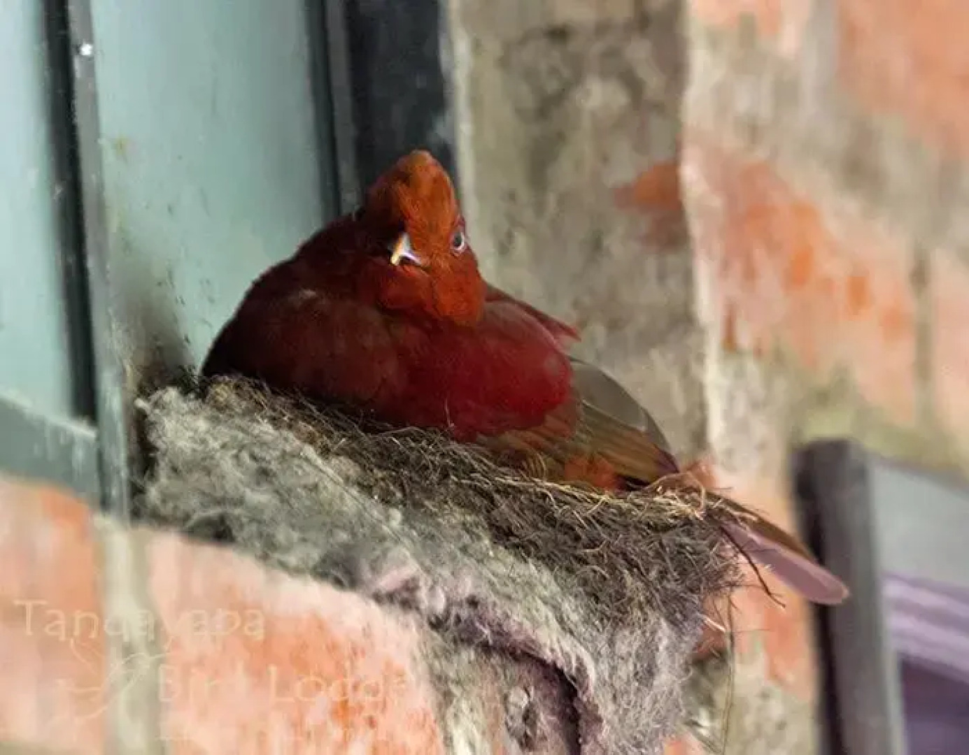 Tandayapa Bird Lodge