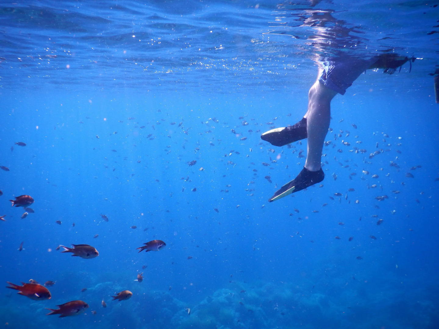 Guest House Darumaya - Hostel