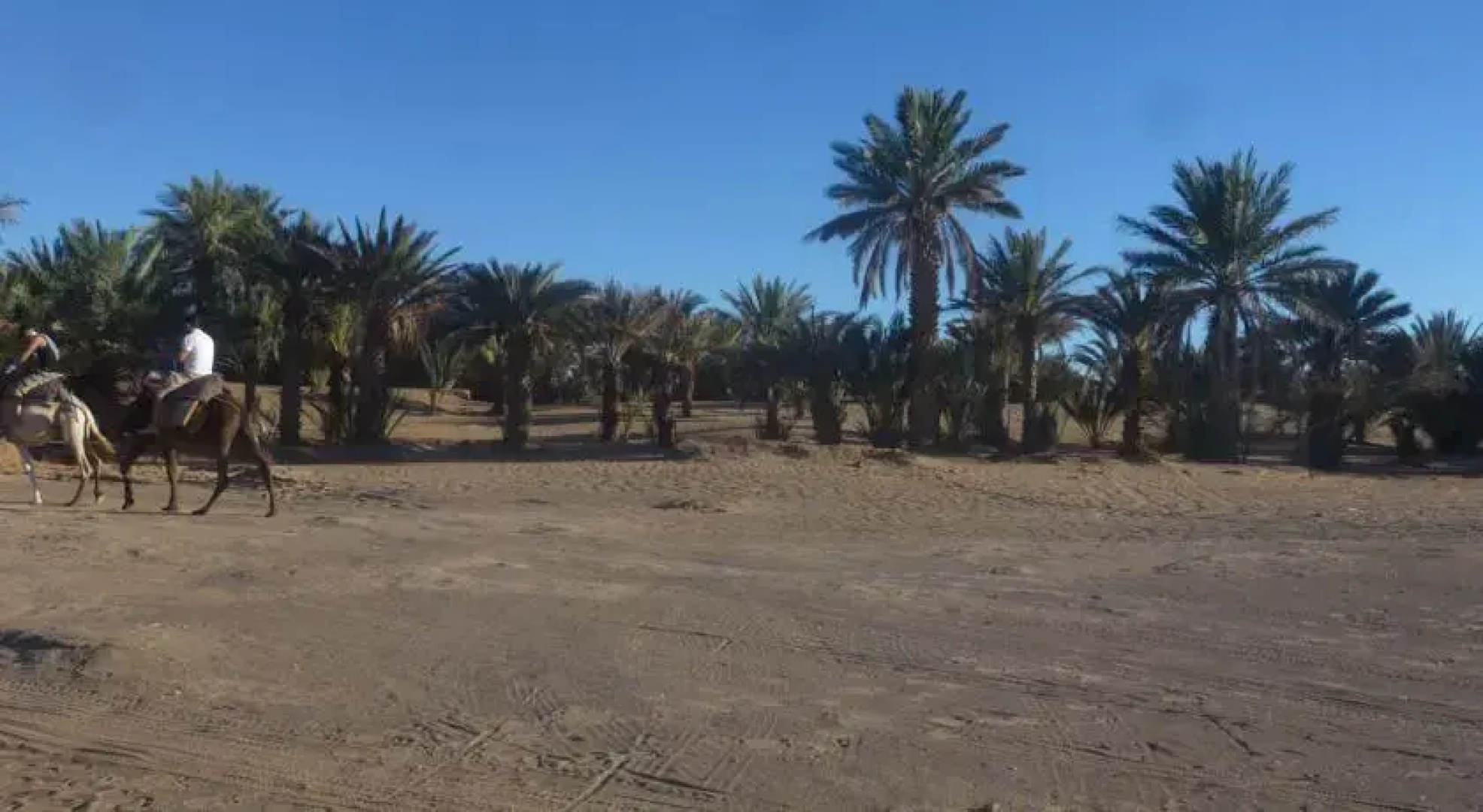Oasis Camp