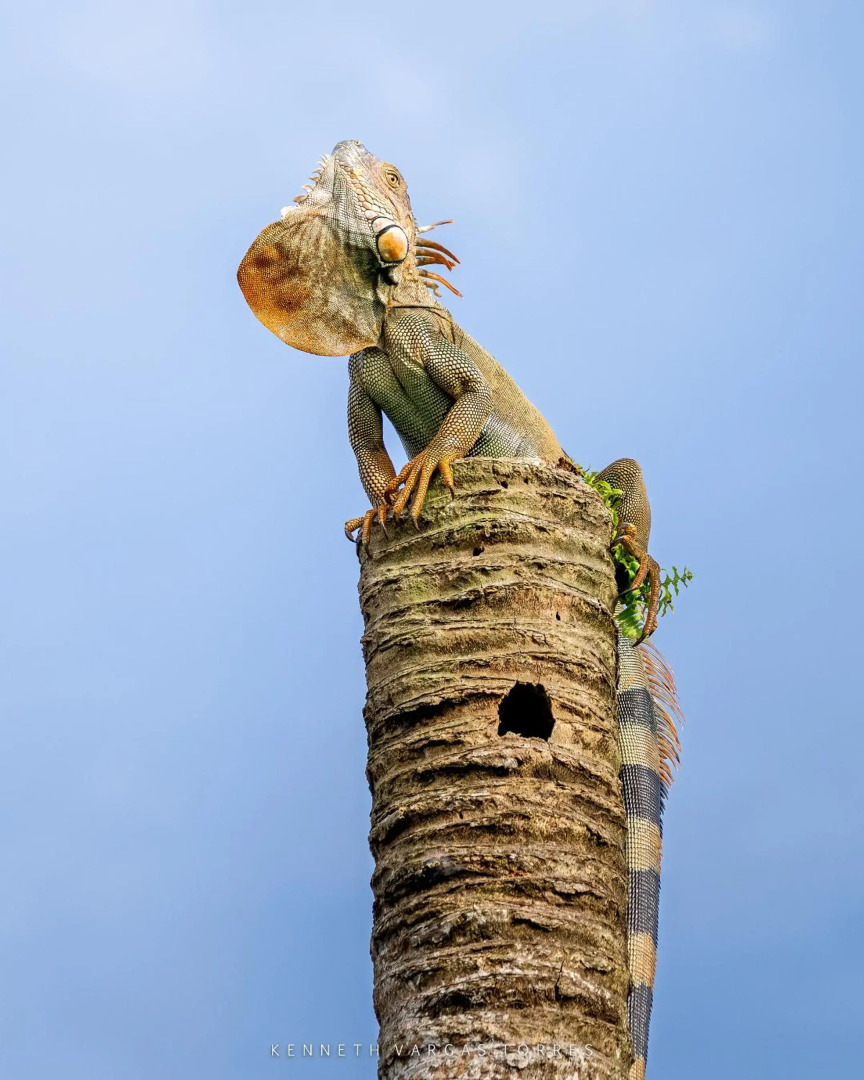 The Babylon Suite Tortuguero