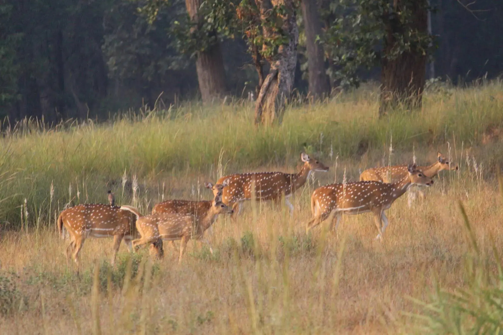 Windsor Tiger Resort