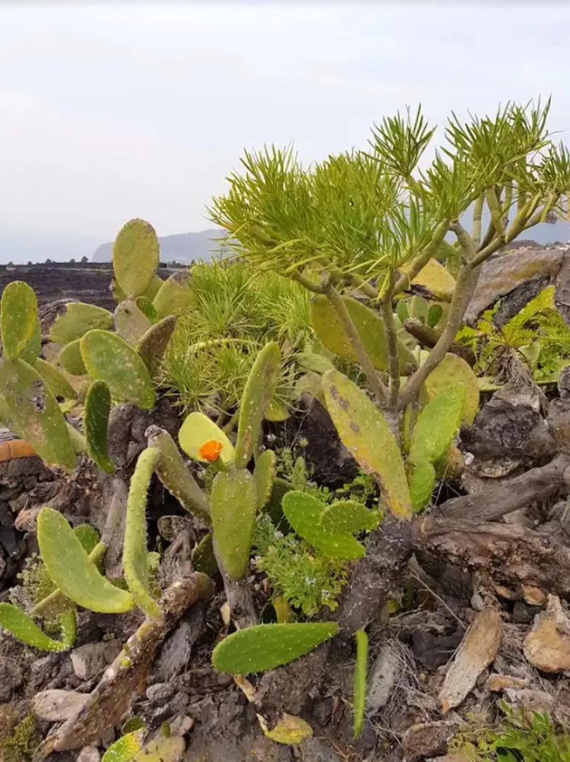 Apartment With one Bedroom in Los Llanos, With Wonderful Mountain View