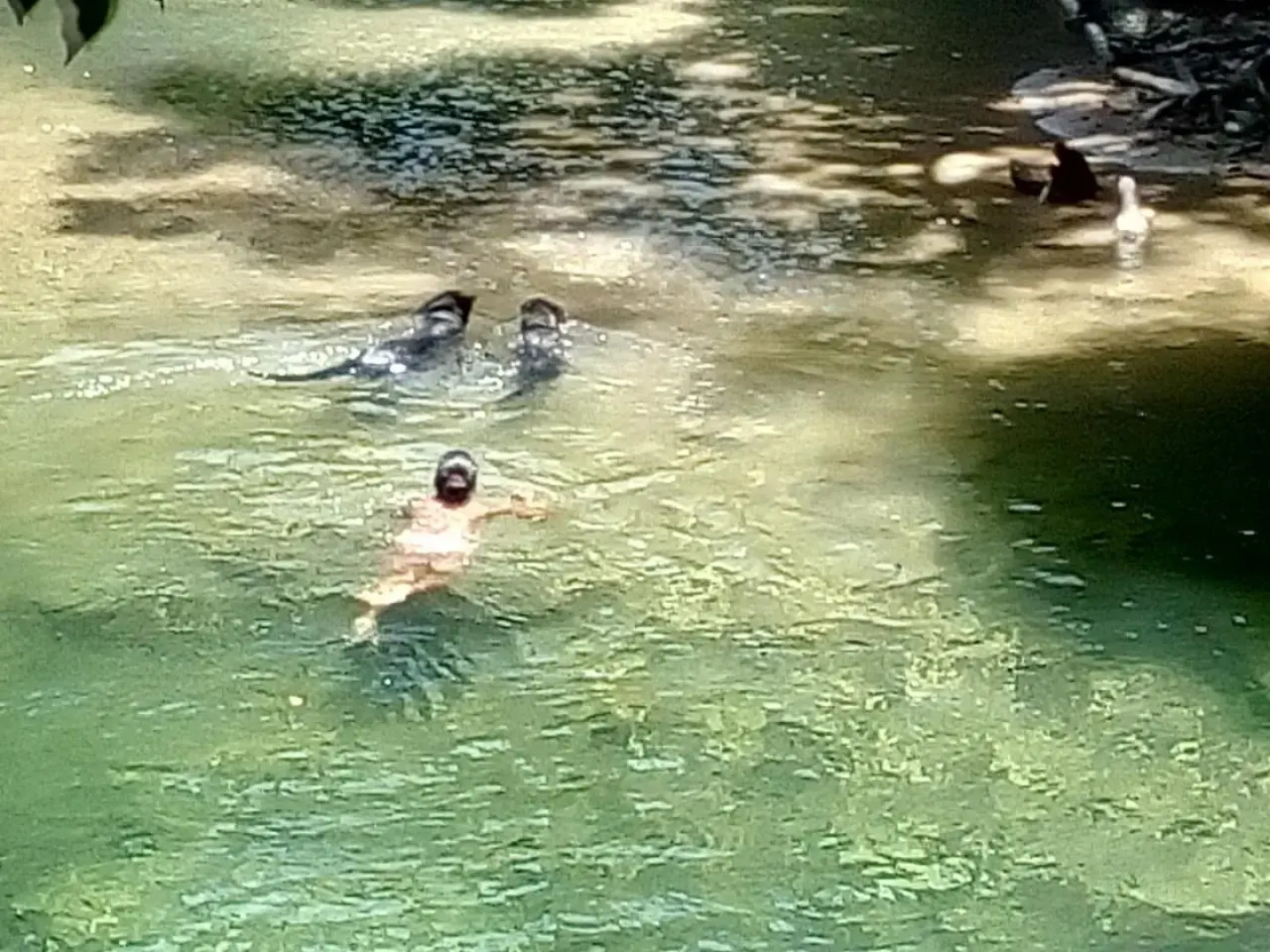 The Leatherback Lodge