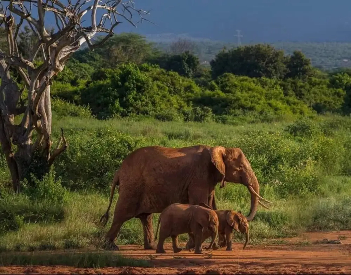 Sinharaja Park Hotel