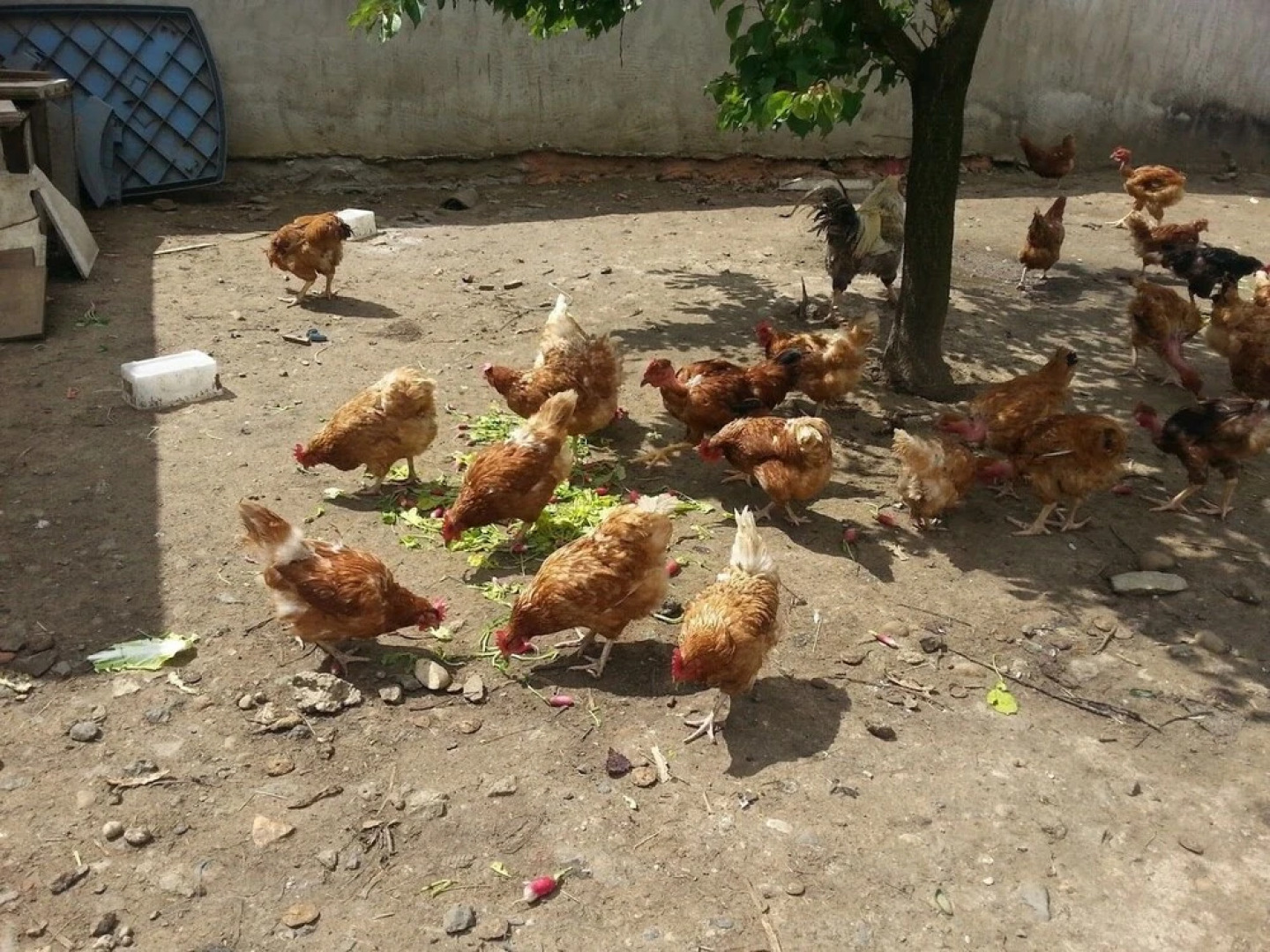 La Petite Ferme des Vitoz