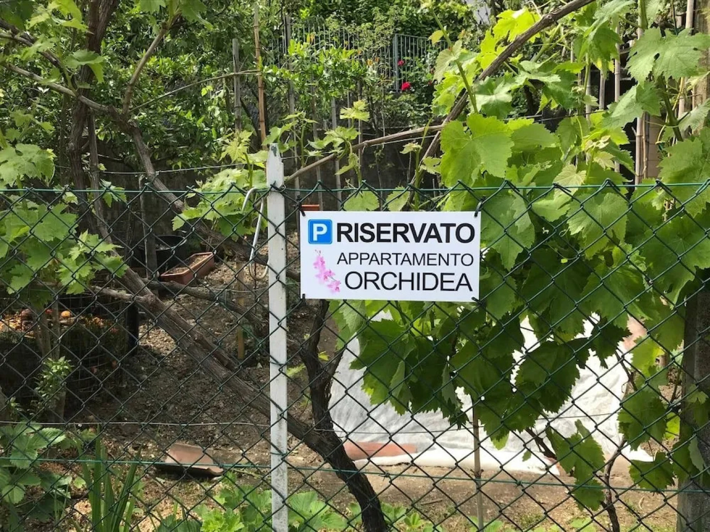 Lake Como - Orchidea