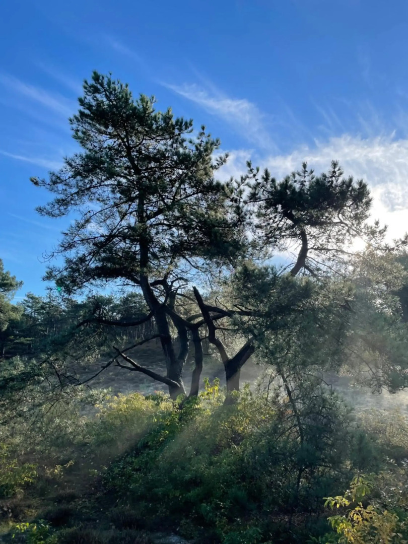 The Forester Schoorl