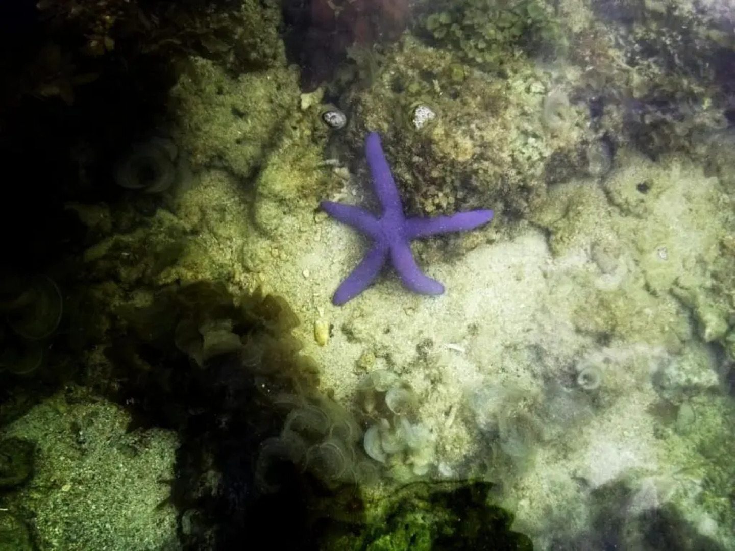 SmallFry's Beach Resort