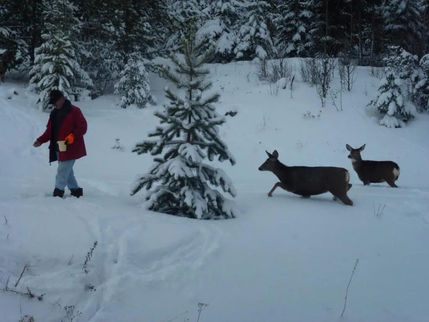 Little Black Bear Lodge/B&B