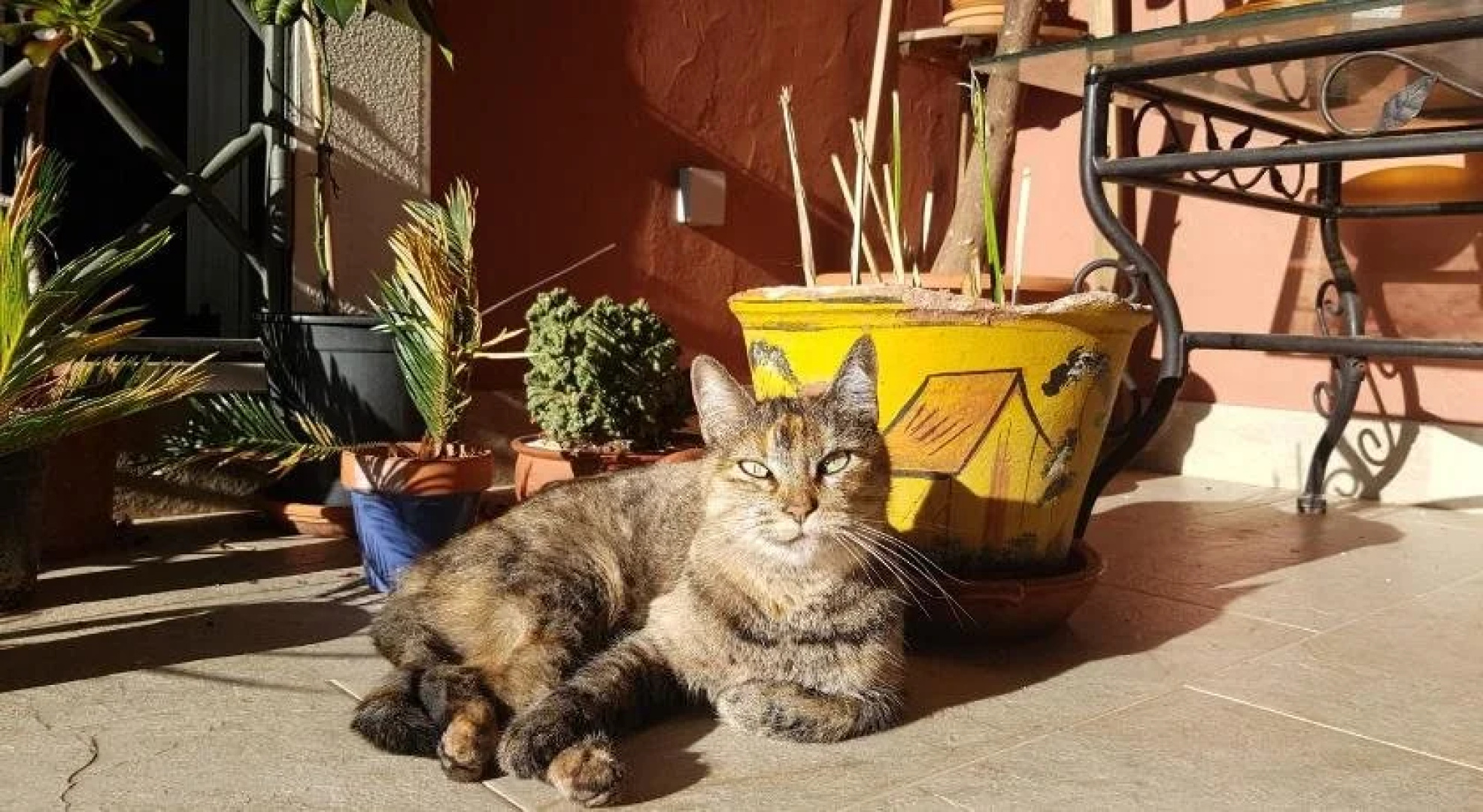 Gato Preto de Silves