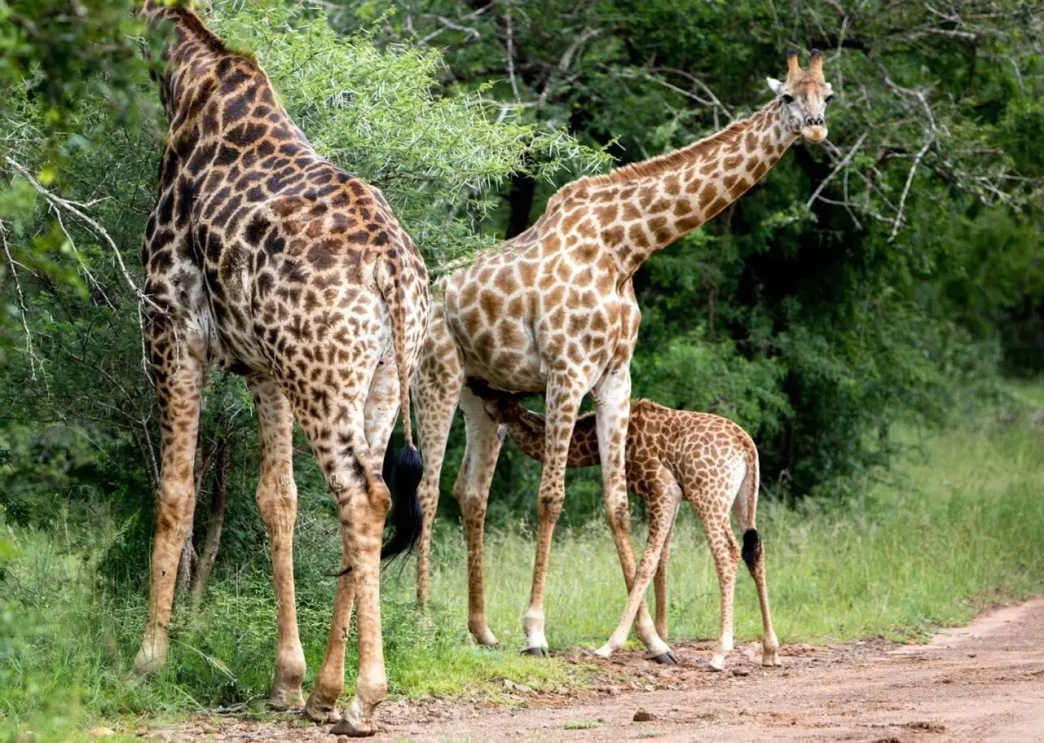 Royal Thonga Safari Lodge